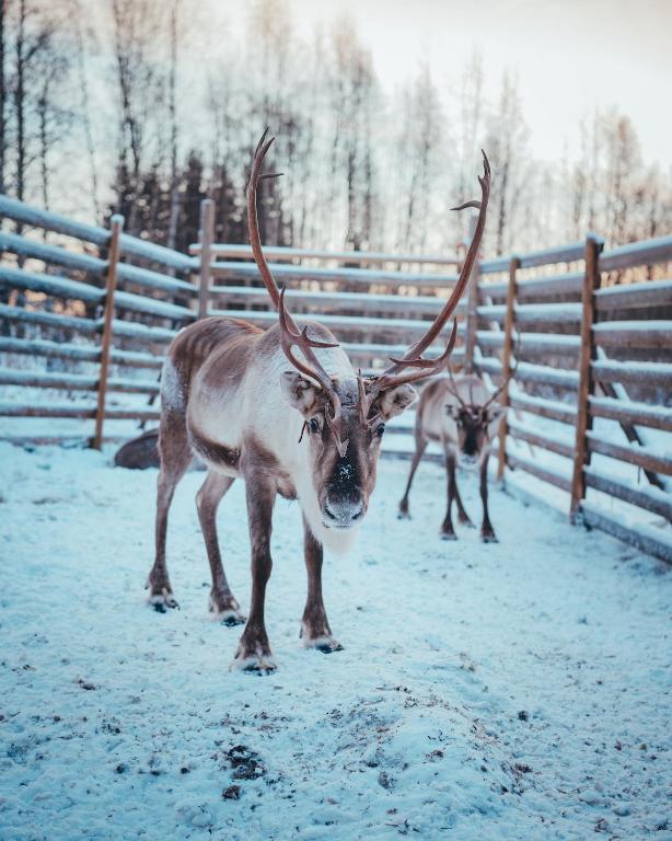 Kuoksa reindeer adventure