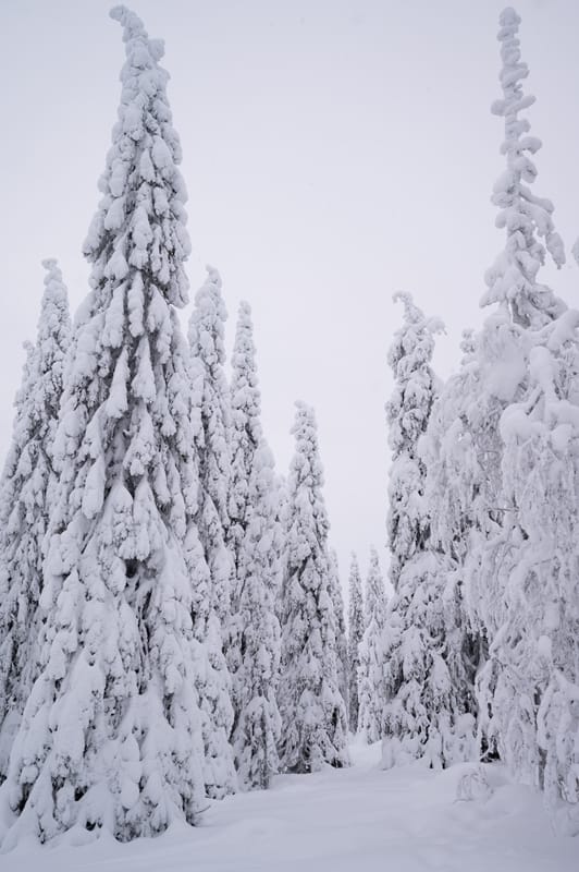 Snowy Spruces in Riisitunturi — art print by Joona Heinonen